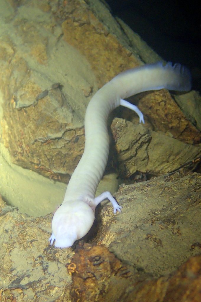 človeška ribica – ibs-tactical.si